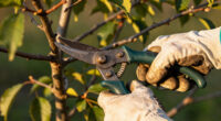12 Best Pruning Shears in 2026