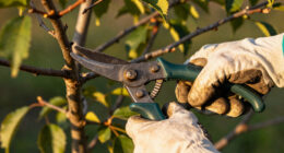 12 Best Pruning Shears in 2026