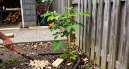 The Tree Of Heaven Is One Of The Most Notorious Invasive Plants—Experts Say You Should Do THIS If You Have One On Your Property